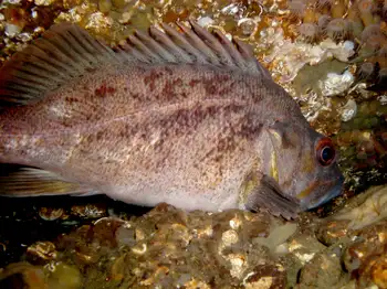 Brown Rockfish