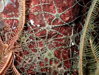 Gray Brittle Stars