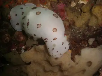 Leopard Nudibranch