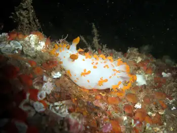 Modest Clown Nudibranch