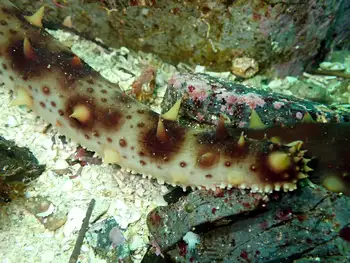California Sea Cucumber
