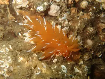 Golden Dirona Nudibranch