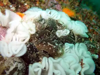 Barnacle Eating Nudibranchs
