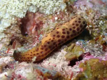 Multipore Star