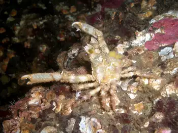 Sharp Nosed Crab