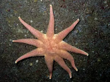 Morning Sun Star