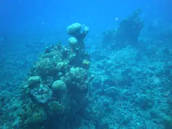 Coral