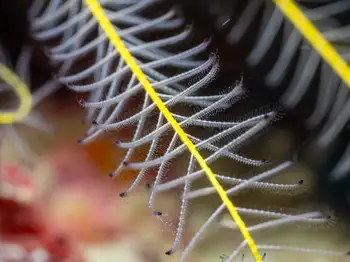 beaded feather star