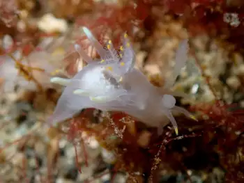 bicolor nudibranch