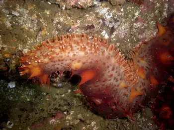 California Sea Cucumber