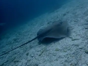 Sting Ray