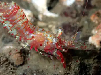 Kincaid Shrimp