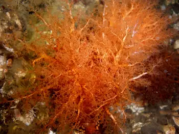 Red Sea Cucumber