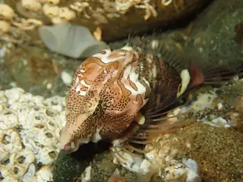 Grunt Sculpin