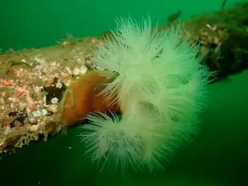 Metridium Anemone