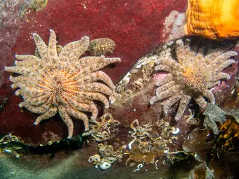 Sunflower Stars