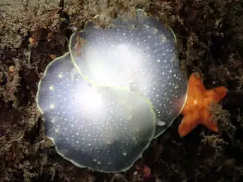 yellow margin dorid