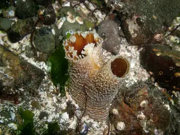 Geoduck Clam