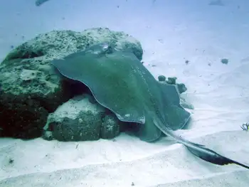 Stingray