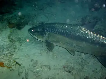 Tarpon
