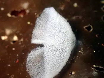 Eggs Nudibranch