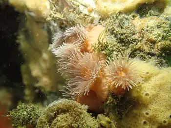 Tiny Orange Anemones