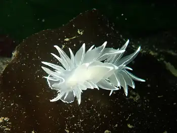 Alabaster Nudibranch