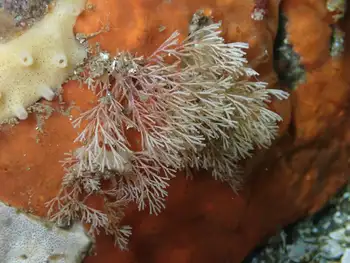 Hydroids