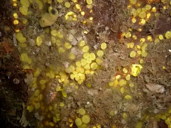 Chiton