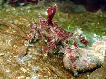 Graceful Decorator Crab