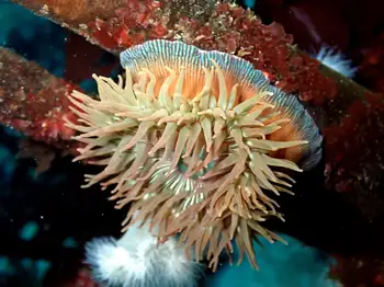 Brooding Anemone