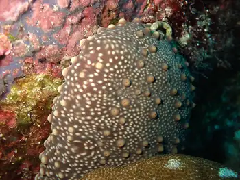 Fuscus Sea Cucumber