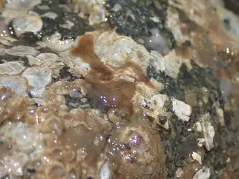 Flatworms