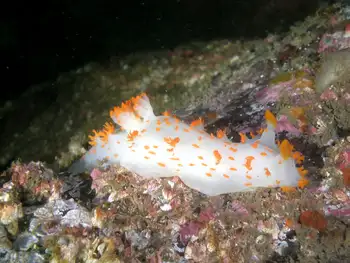Bold Clown Nudibranch