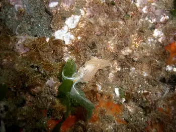 Opalescent Nudibranch