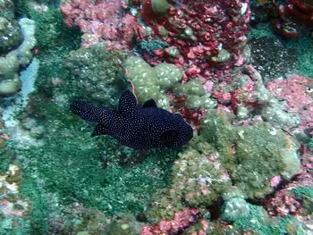 Guineafowl Pufferfish