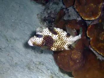 Spotted Trunkfish