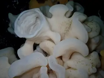 Cloud Sponge
