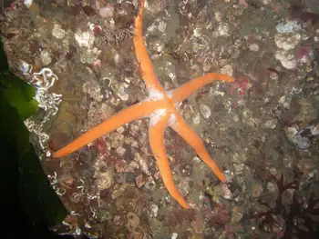 Armpit Blood Star