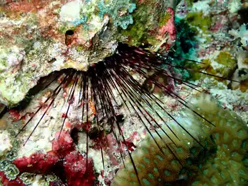 burrowing sea urchin