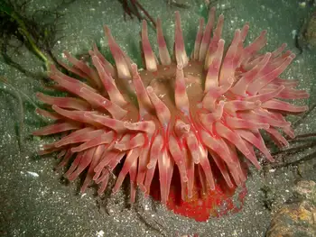 Painted Anemone