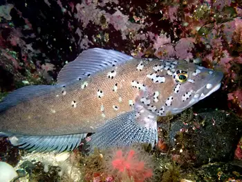 Male Kelp Greenling