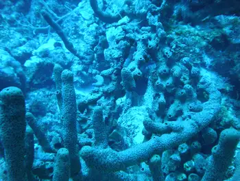 Branching Tube Sponge