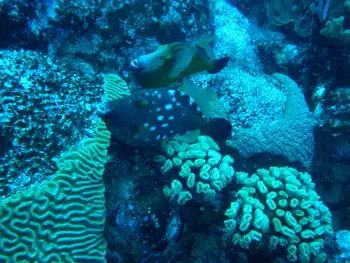 Queen Triggerfish