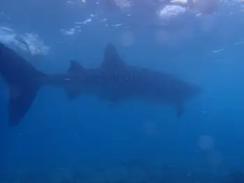 Whale Shark