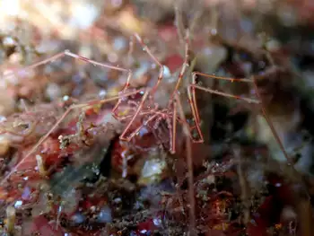 Giant Sea Spider