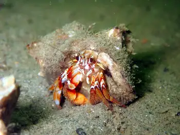 Blackeyed Hermit Crab