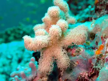 Coral