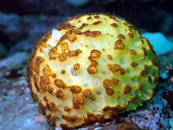 orange rough ball sponge