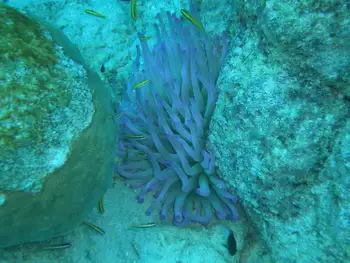Giant Anemone